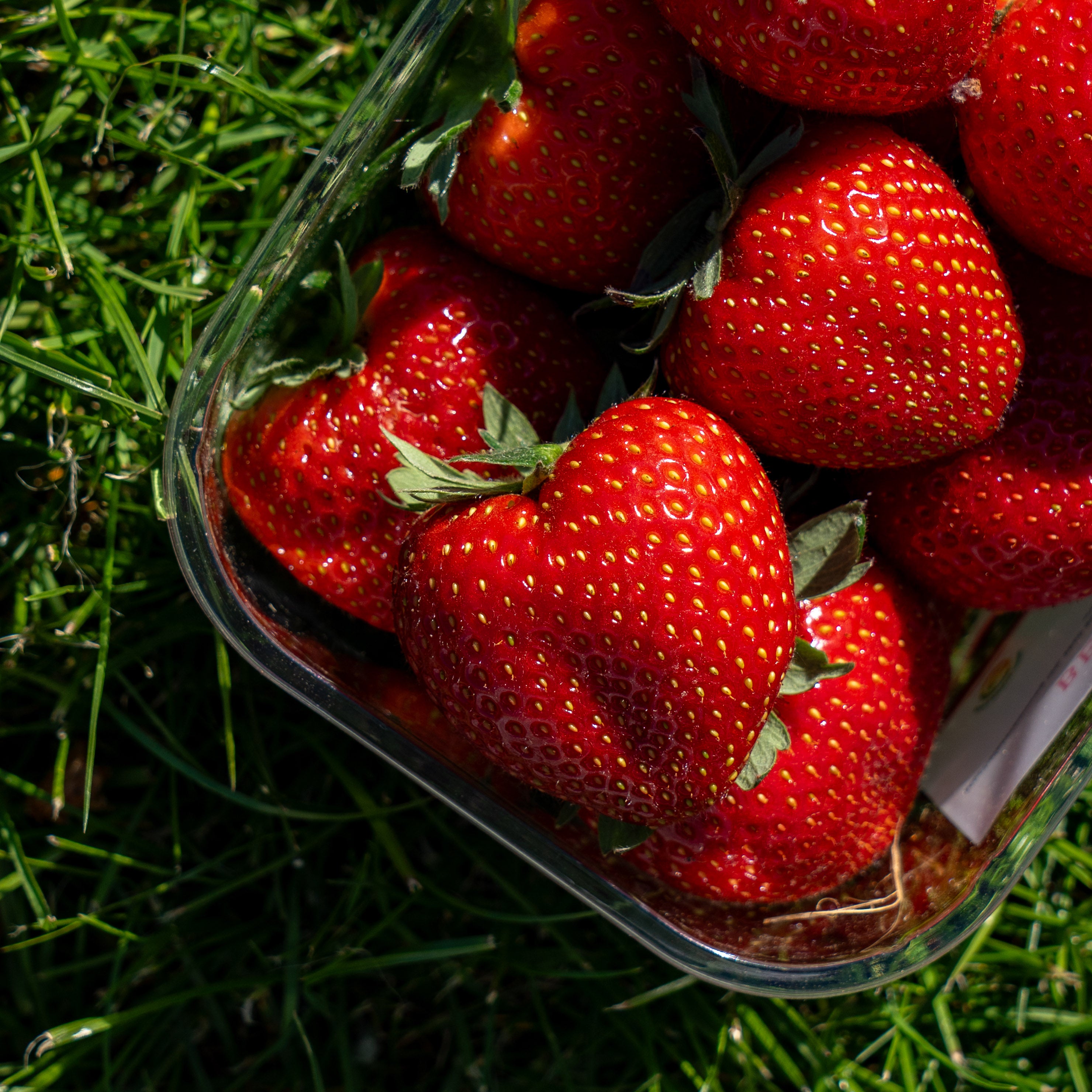 Aardbeien