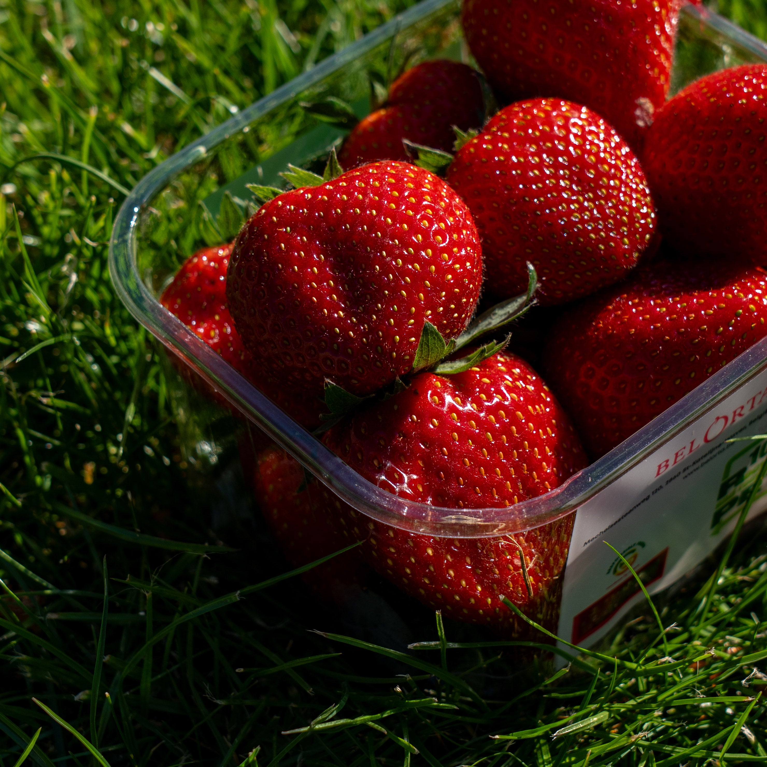 Aardbeien