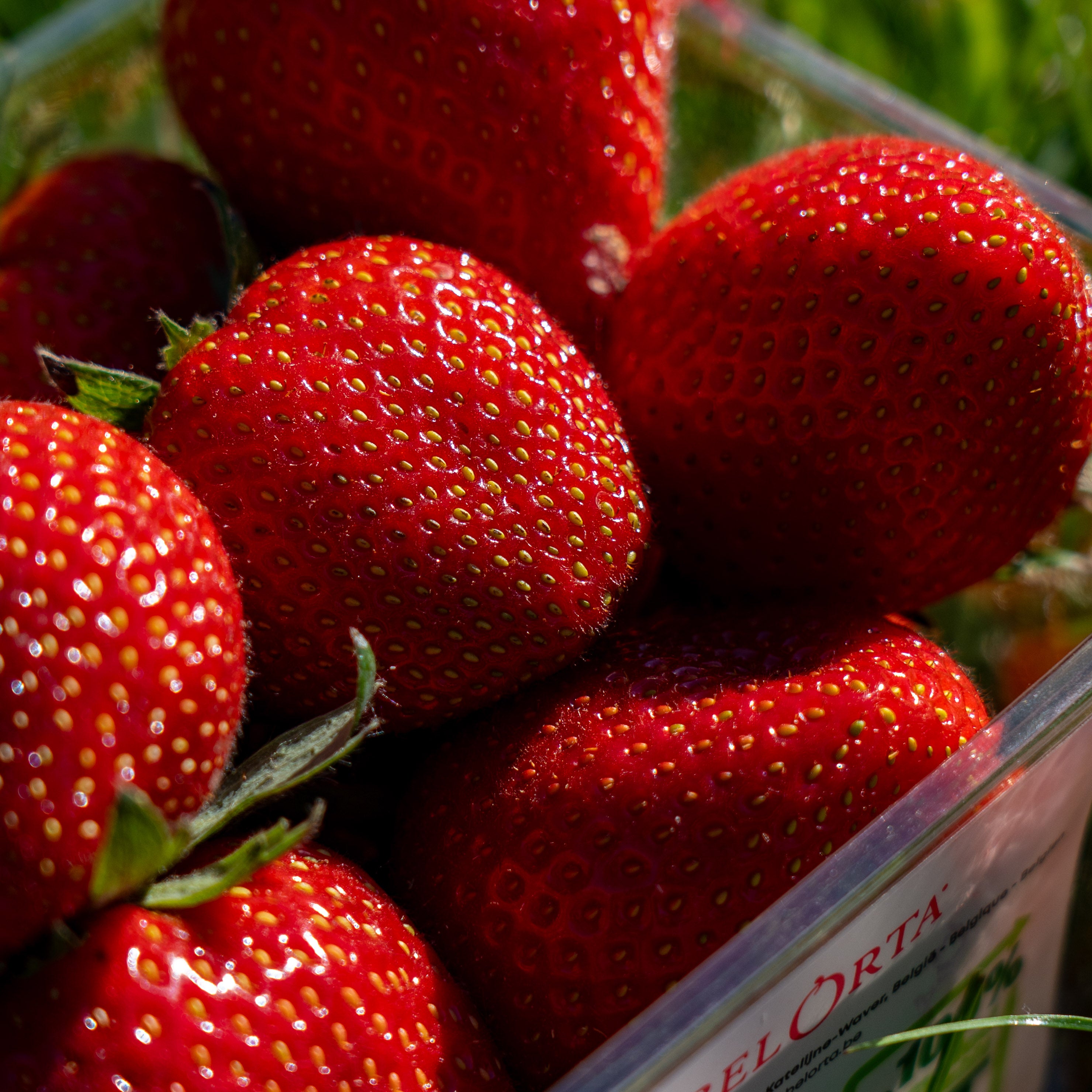 Aardbeien