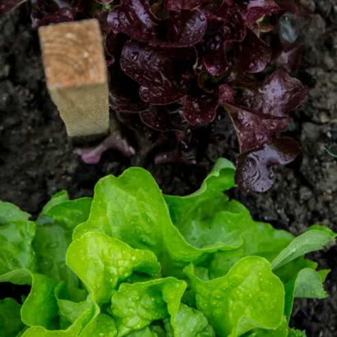 Bio eikenbladsla rood