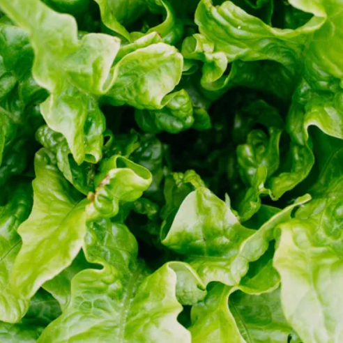 Bio eikenbladsla groen